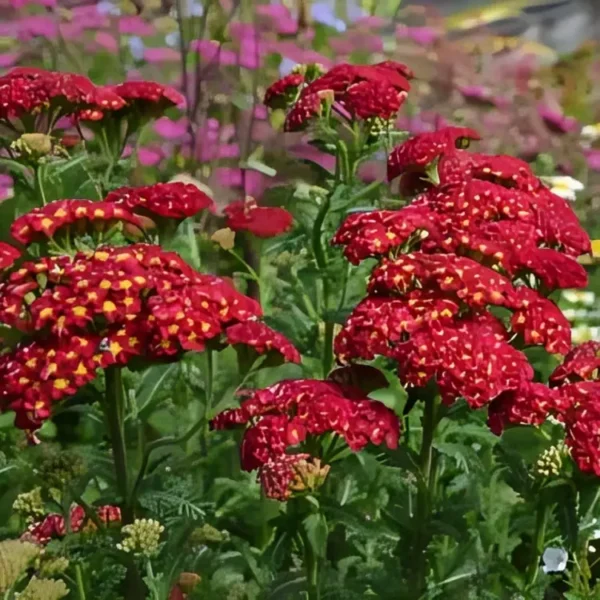 Achillea millefolium 'Strawberry Seduction' (Yarrow) - Image 2