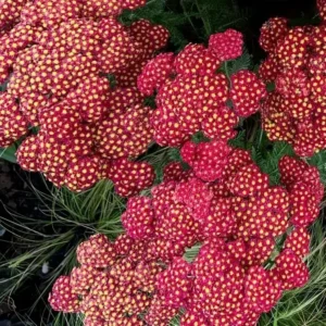 Achillea millefolium 'Strawberry Seduction' (Yarrow)