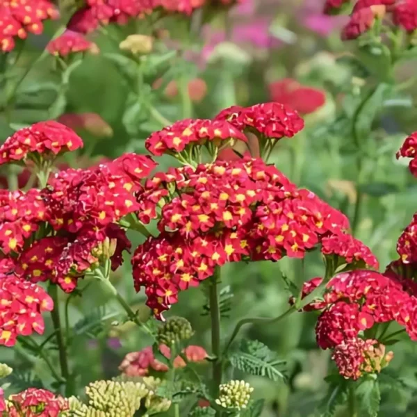 Achillea millefolium 'Strawberry Seduction' (Yarrow) - Image 3