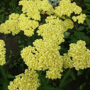 Achillea millefolium 'Summer Fruits Lemon' (Yarrow)
