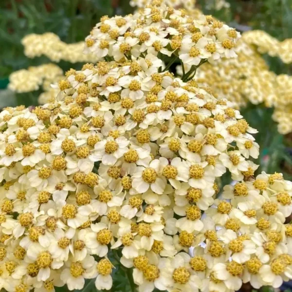 Achillea millefolium 'Summer Fruits Lemon' (Yarrow) - Image 2