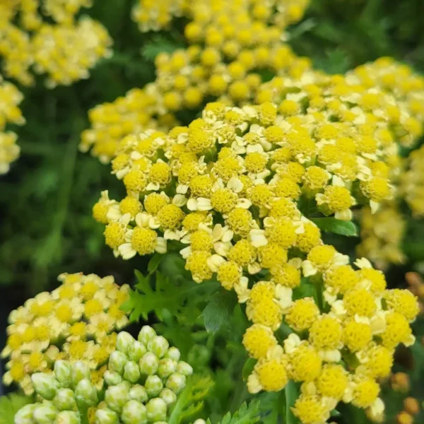 Achillea millefolium 'Terracotta' (Yarrow) - Image 3