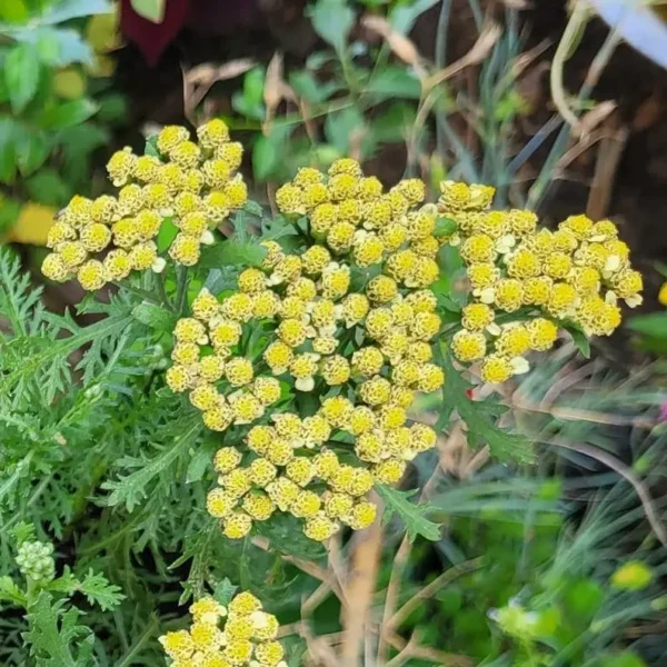 Achillea millefolium 'Terracotta' (Yarrow) - Image 2