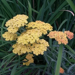 Achillea millefolium 'Terracotta' (Yarrow)