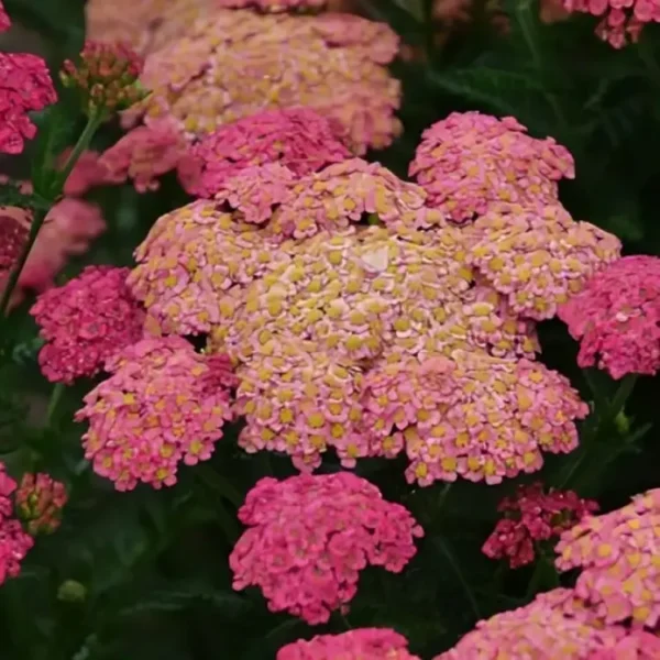 Achillea 'Sassy Summer Taffy' (Yarrow) - Image 2