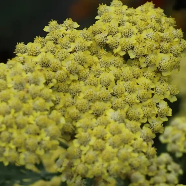 Achillea 'Sassy Summer Lemon' (Yarrow) - Image 2