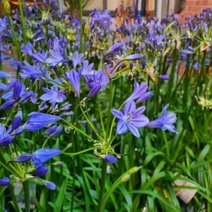 Agapanthus Summer Love Blue