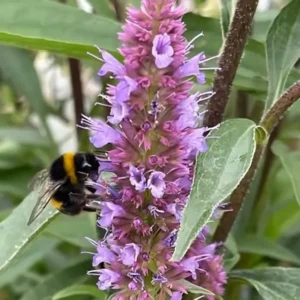 Agastache 'Beelicious Purple' (Mexican giant hyssop)