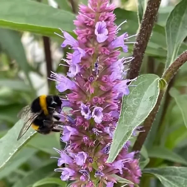 Agastache 'Beelicious Purple' (Mexican giant hyssop)