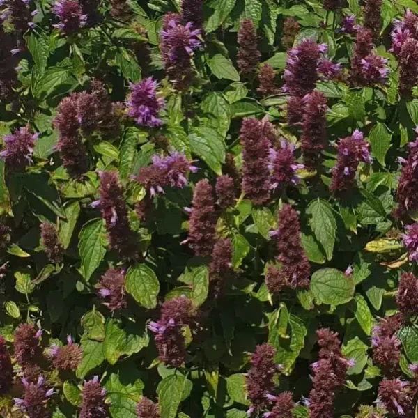 Agastache 'Beelicious Purple' (Mexican giant hyssop) - Image 3