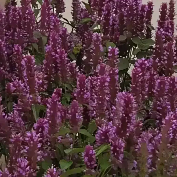 Agastache 'Beelicious Purple' (Mexican giant hyssop) - Image 2