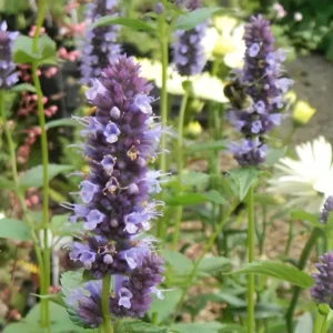 Agastache 'Black Adder' (Giant Hyssop)