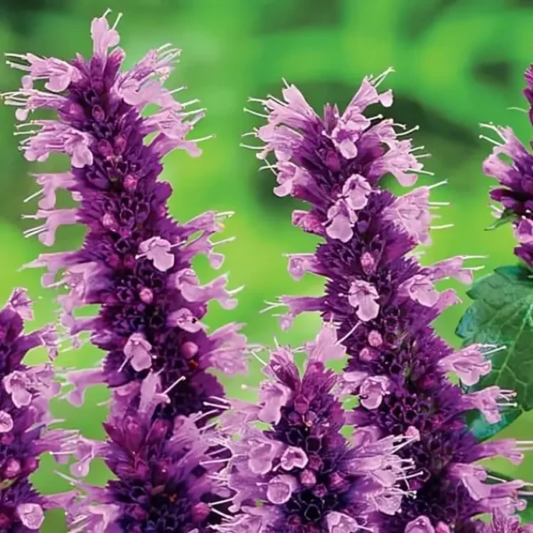 Agastache 'Black Adder' (Giant Hyssop) - Image 2