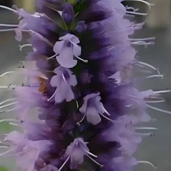 Agastache 'Black Adder' (Giant Hyssop) - Image 3