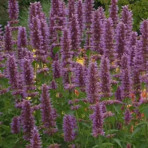 Agastache 'Blue Boa' (Anise Hyssop)