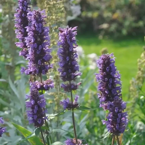 Agastache 'Blue Boa' (Anise Hyssop) - Image 2