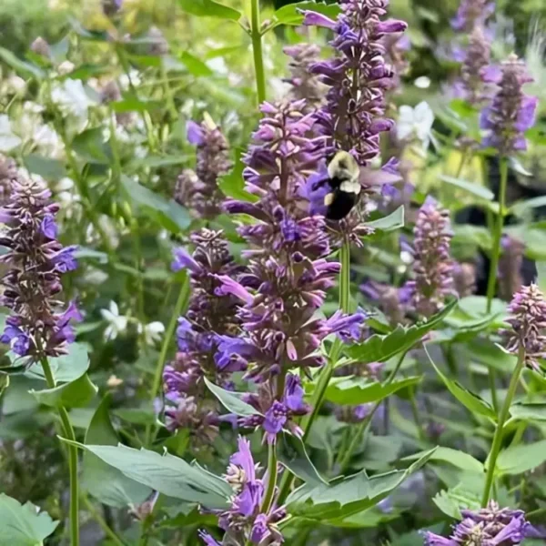 Agastache 'Blue Boa' (Anise Hyssop) - Image 3