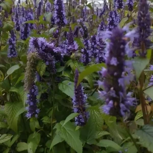 Agastache rugosa 'Little Adder' (Anise Hyssop)