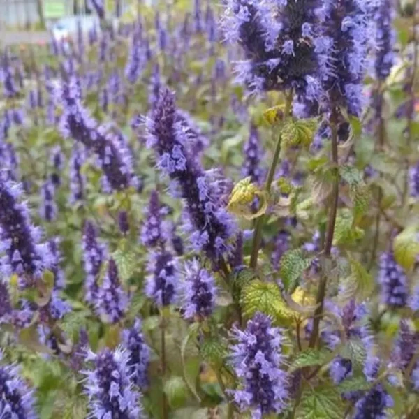 Agastache rugosa 'Little Adder' (Anise Hyssop) - Image 2