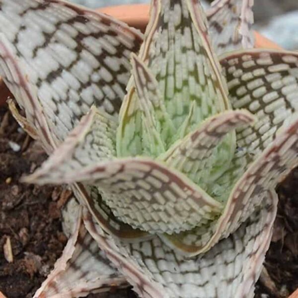 Aloe White Ovate 1