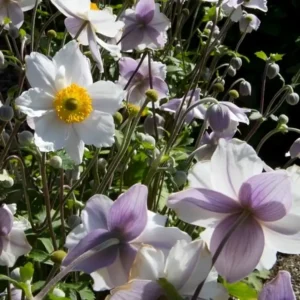 Anemone rupicola 'Ruffled Swan' (Windflower)