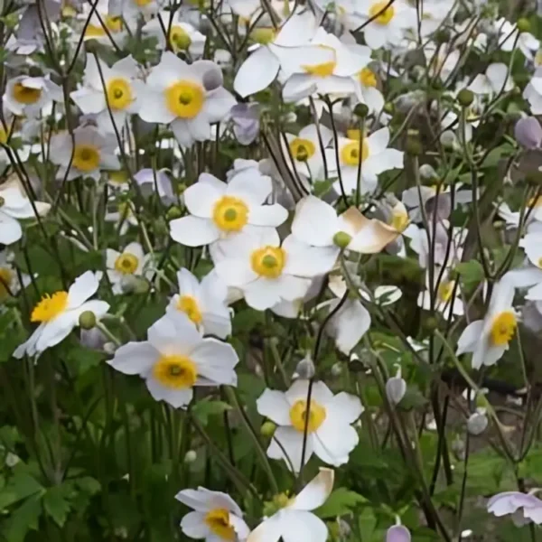 Anemone rupicola 'Ruffled Swan' (Windflower) - Image 3