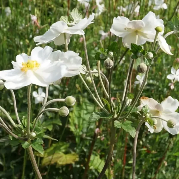 Anemone Elite 'Pure White' (Japanese Anemone) - Image 2