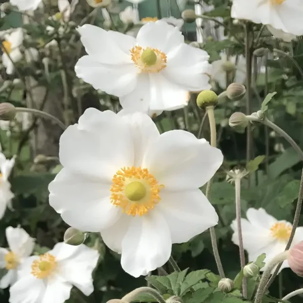Anemone Elite 'Pure White' (Japanese Anemone) - Image 3
