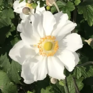 Anemone Elite 'Pure White' (Japanese Anemone)