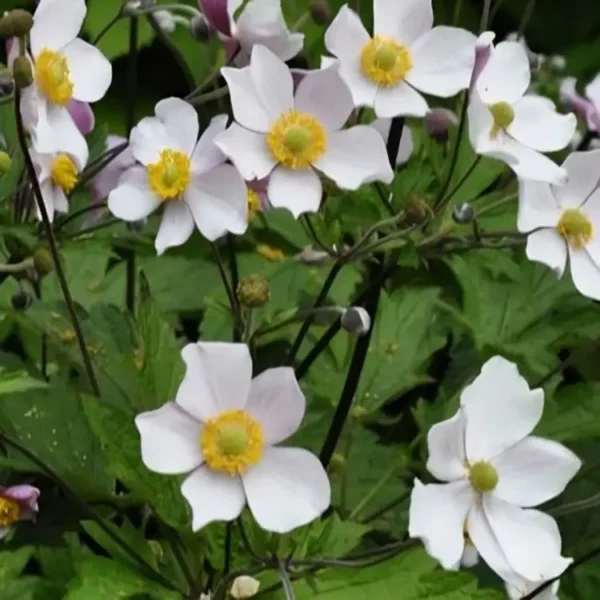 Anemone x hybrida 'September Charm' (Japanese Anemone) - Image 3
