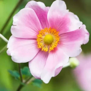 Anemone hupehensis 'Alando Rose' (Windflower)