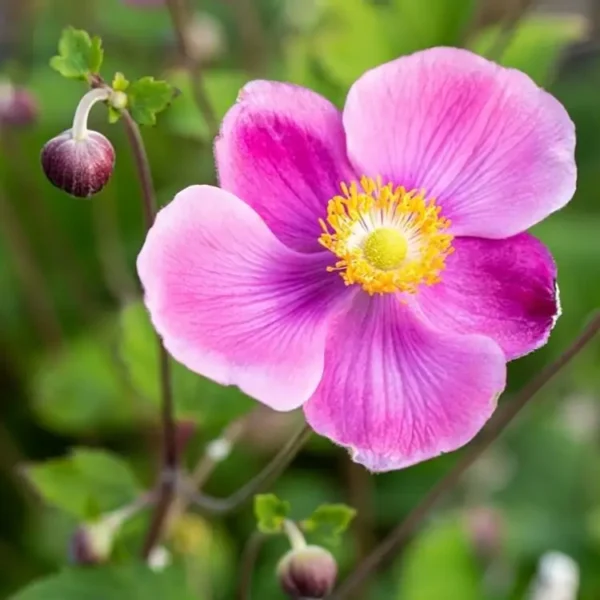 Anemone hupehensis 'Alando Rose' (Windflower) - Image 2