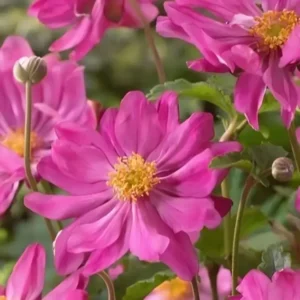 Anemone hupehensis japonica  'Prinz Heinrich' (Japanese Anemone)