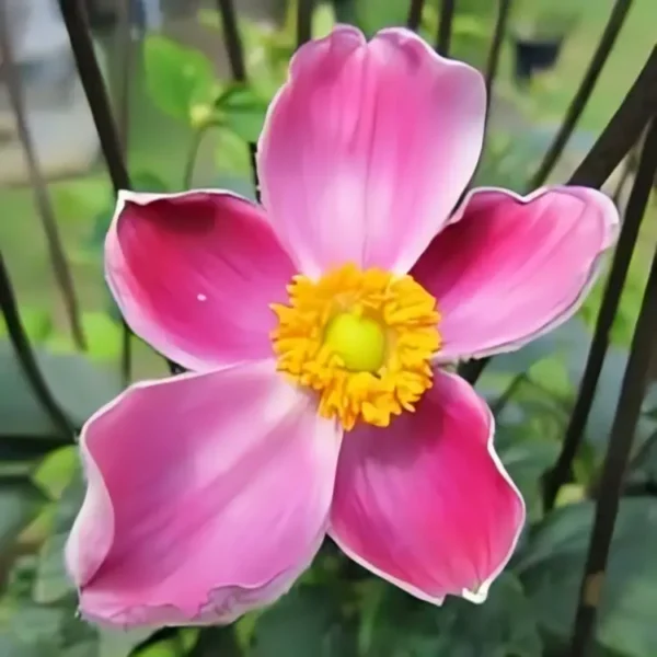 Anemone hupehensis japonica  'Prinz Heinrich' (Japanese Anemone) - Image 3
