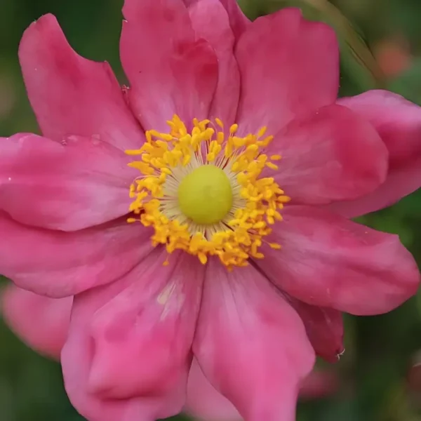 Anemone hupehensis japonica  'Prinz Heinrich' (Japanese Anemone) - Image 2