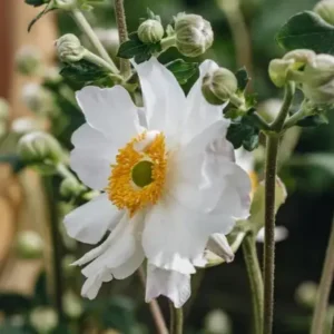 Anemone hupehensis 'Snow Angel' (Japanese Anemone)