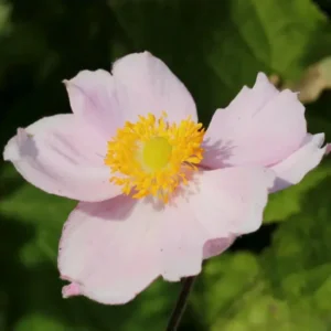 Anemone x hybrida 'September Charm' (Japanese Anemone)