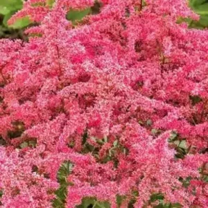 Astilbe x arendsii 'Astary Rose Red'