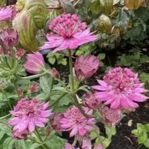 Astrantia 'Cerise Button'