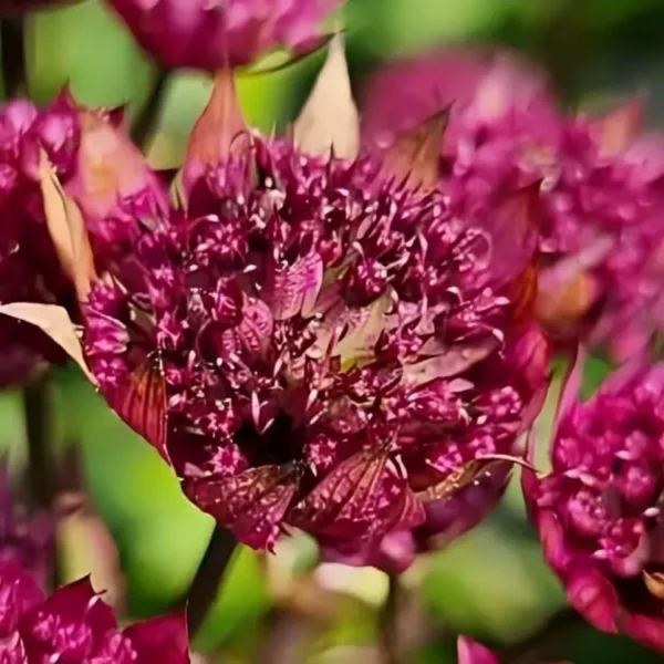 Astrantia 'Purple Happiness'