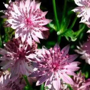 Astrantia 'Roma' (PBR)