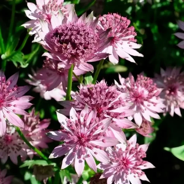 Astrantia 'Roma' (PBR) - Image 2