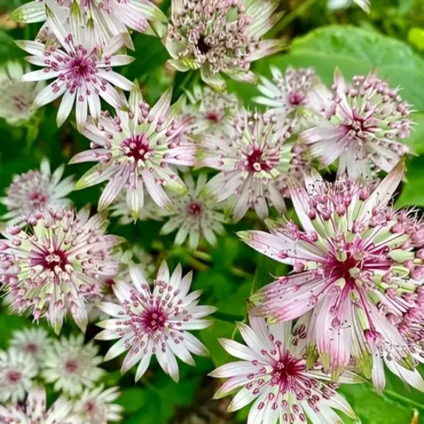 Astrantia 'Roma' (PBR) - Image 3