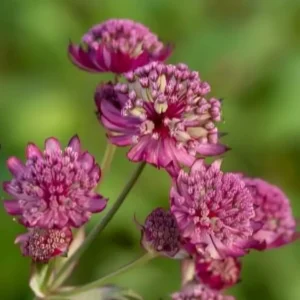 Astrantia major 'Abbey Road'