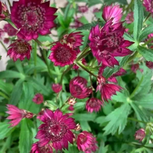 Astrantia major 'Burgundy Manor'
