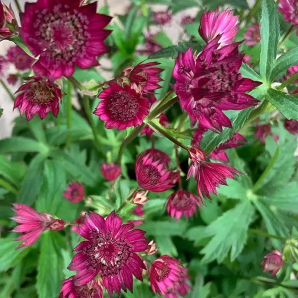 Astrantia major 'Burgundy Manor'