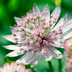 Astrantia major 'Gracilis'