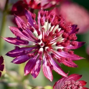 Astrantia major 'Ruby Wedding'