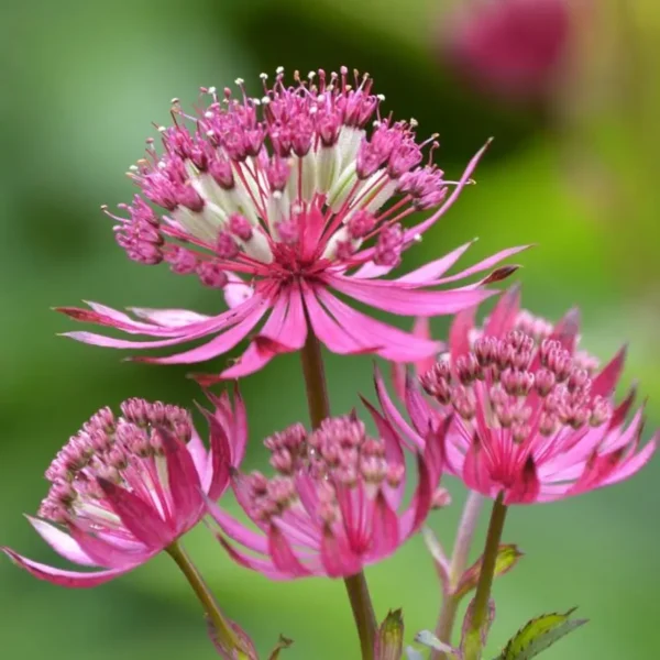 Astrantia major 'Ruby Wedding' - Image 3