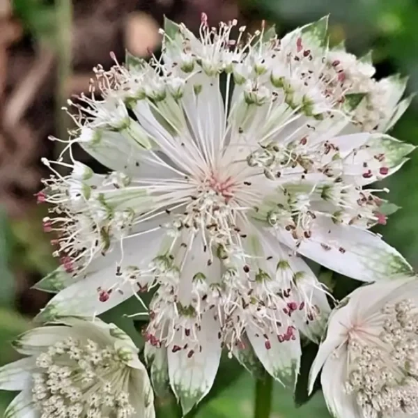 Astrantia major 'Superstar' - Image 3